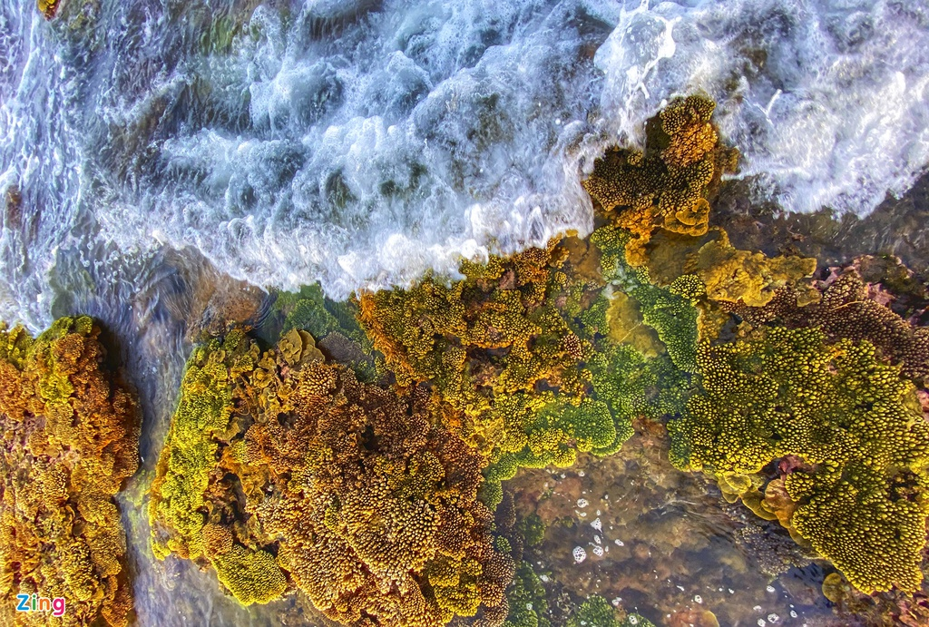 unique open air coral forest on the middle coast of vietnam